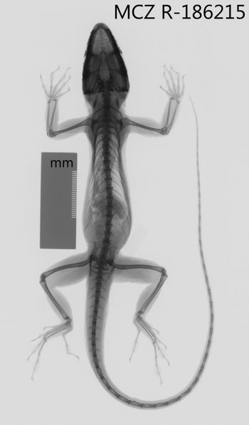 Media type: image;   Herpetology R-186215 Aspect: dorsoventral x-ray